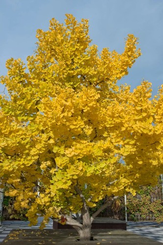 Ginkgo biloba maidenhair - biloba, |