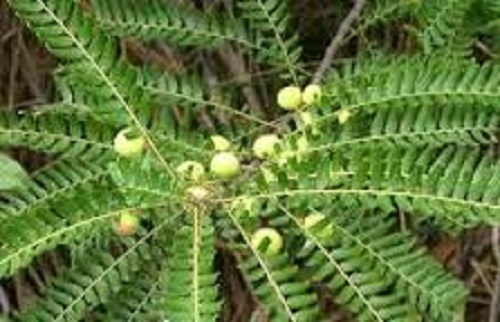 Phyllanthus emblica indian - emblica,