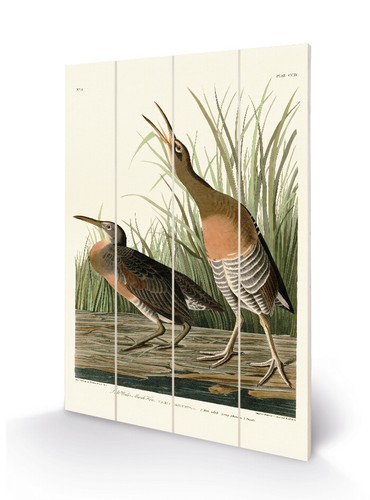 John james audubon salt - james,