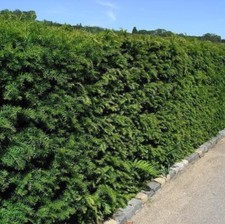 3 English Yew 30-40cm Hedging