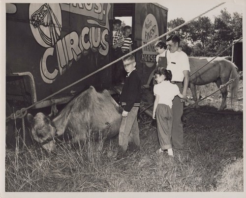Hunt bros circus camel - circus, trailer