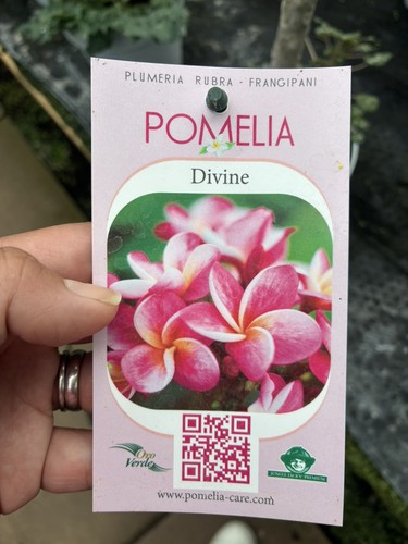 Plumeria rubra frangipani - -,