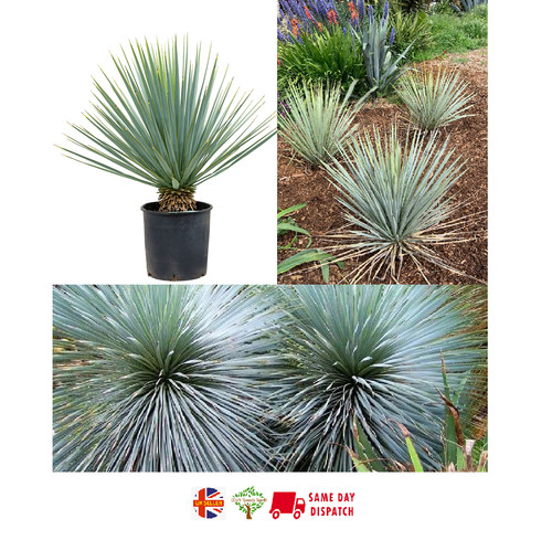 Blue yucca - blue, rigida)