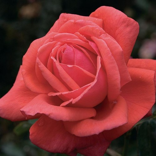 Rose bush plant - bush, uk