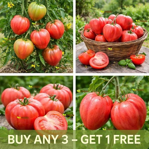 Vegetable tomato seeds - vegetable, |
