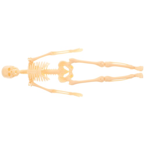 Human body bones learning - body,