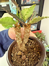 Rare Plant Succulent Live