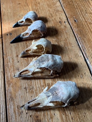 Taxidermy skull - 5,