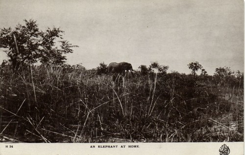 Sudan elephant home - pc, real