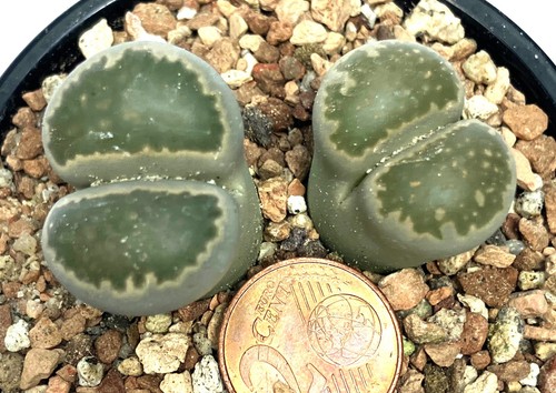 Mesemb plant lithop salicola - mesemb,