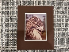 Red-Tailed Hawk, Michael L. Smith 1984, 8”x 10” Original Picture