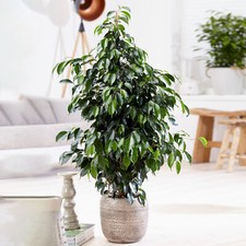 Weeping fig large indoor house - fig,