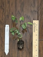 Katuk (Sweetleaf Bush)  - 1 TC