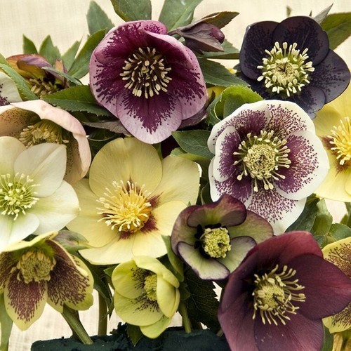 Hellebore lenten beauty mix - hellebore,
