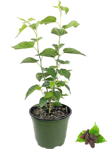 Black mulberry fruit tree - black,