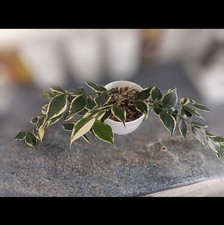 Hoya Polyneura Albo One Node