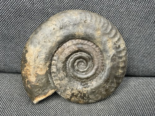 Hildoceras fossil - 3d,