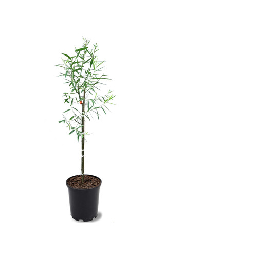 American plant exchange - plant,