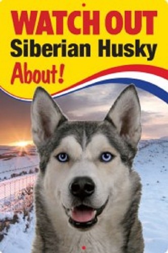Siberian husky dog - husky,
