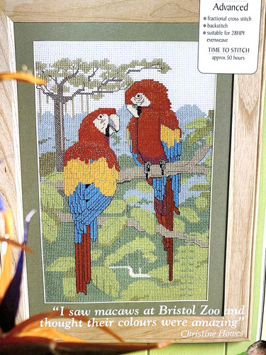 Rainforest macaws tropical - macaws,
