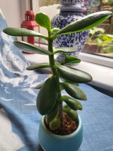 Large jade plant money - large, tree