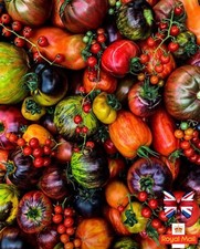 TOMATO 30 SEEDS MIX EXOTIC