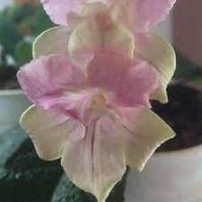 Streptocarpus Fred's Alexis
