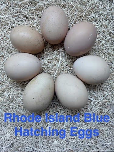 Rhode island blue - rhode, hatching