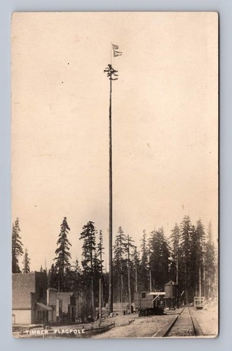 Giant fir tree - fir, american