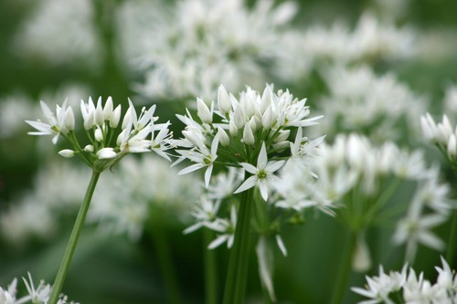 Wild garlic ramsons allium - ramsons, –