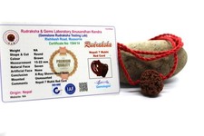 Shiva pendant 7 Mukhi Rudraksha certified necklace bead Lakshmi venus Saat mukhi