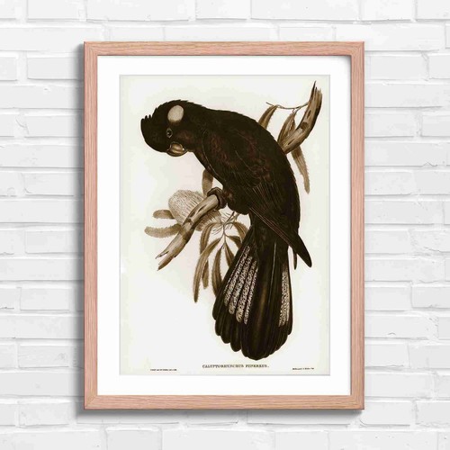 Vintage black cockatoo bird - cockatoo,