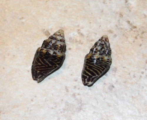 Costanachis fluctuata dove - costanachis,