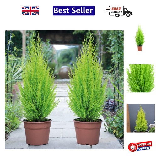 Stunning cupressus wilma tree - cupressus,