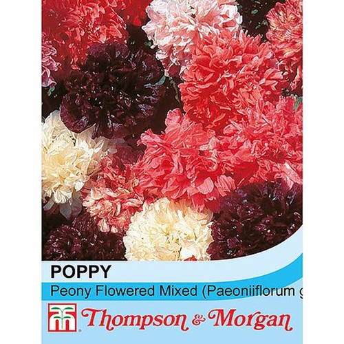 Poppy seeds flower - seeds, garden