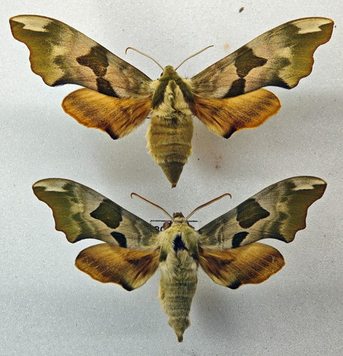 Sphingidae mimas tiliae - mimas, pair