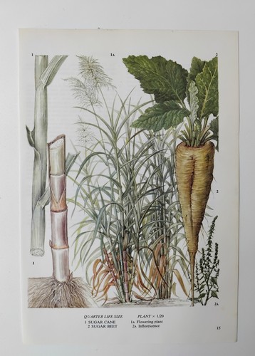 Vintage sugar cane - sugar, beet
