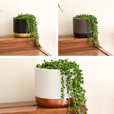 T&M String of Pearls Indoor