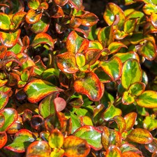 Coprosma Inferno Mirror Plant Upright Evergreen Colourful Outdoor Garden Shrub