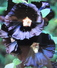 6 Hollyhock - Jet Black  x 6