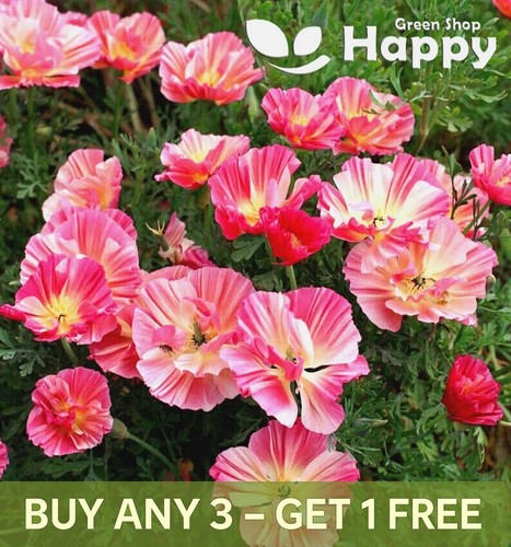 California poppy frilly fun - poppy,