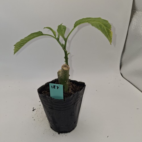 Brugmansia single white - brugmansia,
