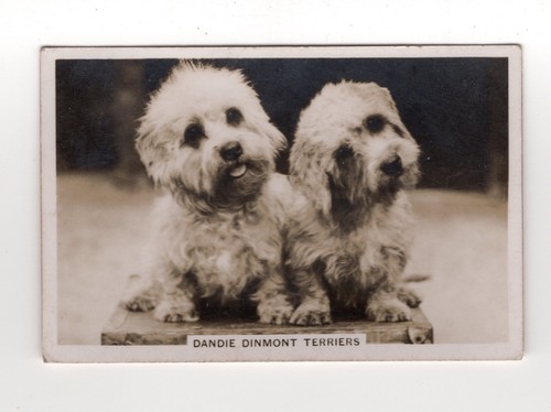 Dogs cigarette card 1939 28 - dogs, #28