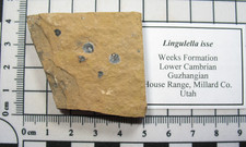 Cambrian brachiopod fossil