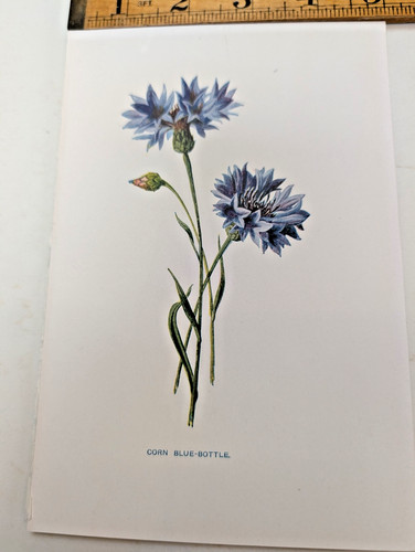 Original antique botanical - original, /