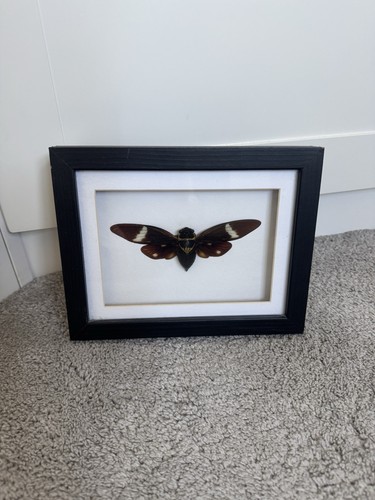 Cicada taxidermy frame pinned - cicada,