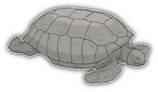 Giant Turtle Car Bumper Sticker Decal  -  ''SIZES''