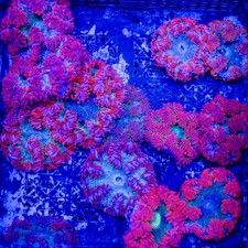 Ultra Red Rock Flower Anemone