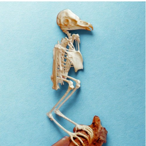 Barn owl skeleton replica - barn,