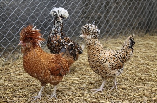 Polish eggs chance - eggs, of